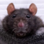 ratten3