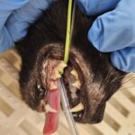 Gebiss der Katze vor Zahnbehandlung